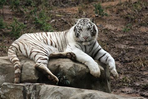 白虎 meaning|白虎 : White Tiger (th... : Bái hǔ 